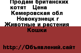 Продам британских котят › Цена ­ 2 000 - Кемеровская обл., Новокузнецк г. Животные и растения » Кошки   